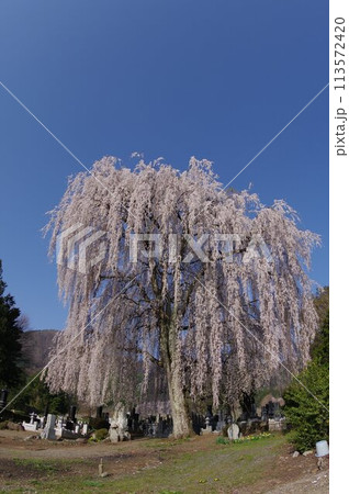 信州 安曇野 田多井地区の大枝垂れ桜 安曇野の桜の名所 信州 安曇野 田多井地区の大枝垂れ桜 安曇野の桜の名所 113572420