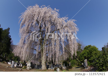 信州　安曇野　田多井地区の大枝垂れ桜　安曇野の桜の名所 113572421