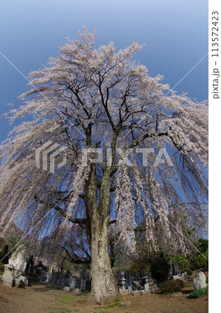 信州　安曇野　田多井地区の大枝垂れ桜　安曇野の桜の名所 113572423