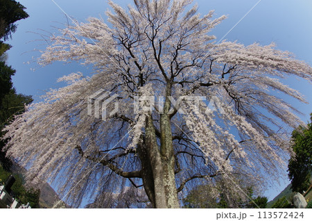 信州 安曇野 田多井地区の大枝垂れ桜 安曇野の桜の名所 信州 安曇野 田多井地区の大枝垂れ桜 安曇野の桜の名所 113572424