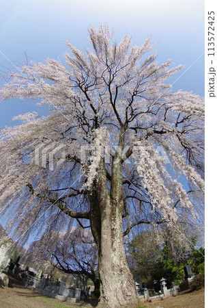 信州 安曇野 田多井地区の大枝垂れ桜 安曇野の桜の名所 信州 安曇野 田多井地区の大枝垂れ桜 安曇野の桜の名所 113572425