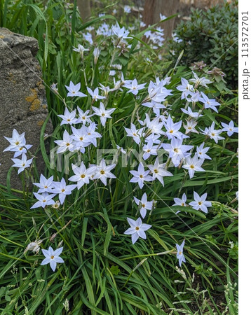 薄紫の花 薄紫の花 113572701