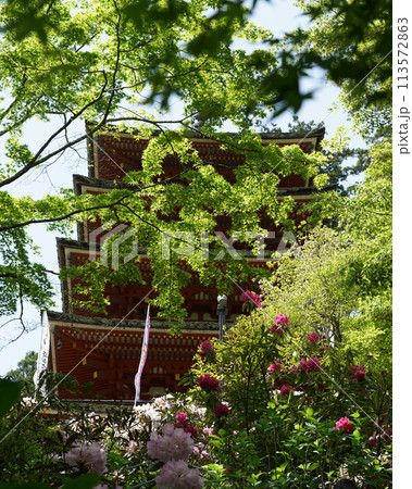 長谷寺 ぼたん 長谷寺 ぼたん 113572863