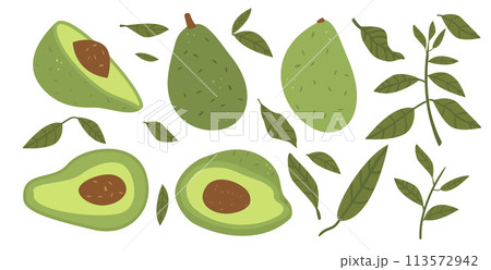 Avocado with leaves set isolated on white background. Whole and halved avocado and greens. Vector hand drawn illustration 113572942