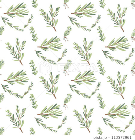 Rosemary seamless pattern. Rosemary plant green leaves repeat background. Botanic endless cover. Vector hand drawn illustration. 113572961