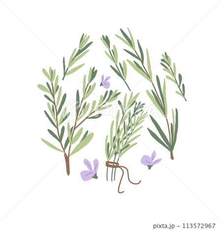 Rosemary circle emblem isolated on white background. Fresh herb branches with green leaves and rosemary flowers round composition. Vector hand drawn illustration. Rosemary circle emblem isolated on white background. Fresh herb branches with green leaves and rosemary flowers round composition. Vector hand drawn illustration. 113572967