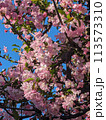桜 113573310
