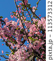 桜 113573312