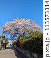 桜 113573314