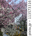 桜 113573316