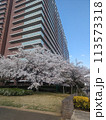 桜とマンション 113573318