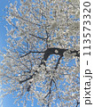 桜 113573320