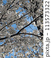 桜 113573322
