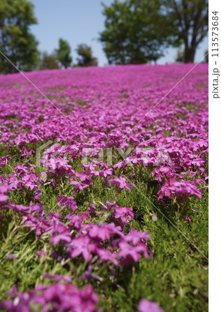 芝桜 113573684