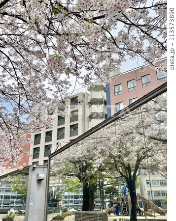 満開の桜が咲く港駅 満開の桜が咲く港駅 113573890