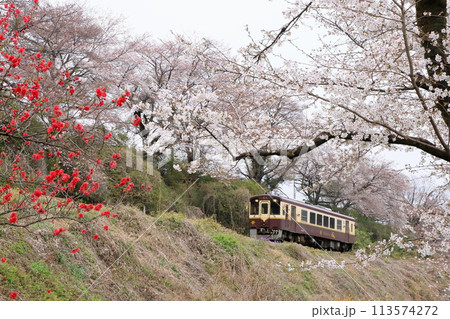 わたらせ渓谷鐵道「花桃と桜の花咲く風景を行く列車」 わたらせ渓谷鐵道「花桃と桜の花咲く風景を行く列車」 113574272