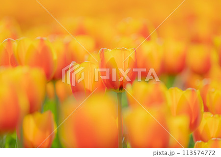 但東町チュリップ祭り 113574772