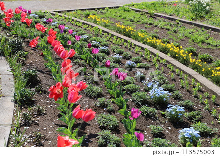 春の公園の花壇に咲く赤いチューリップと青いネモフィラと黄色いペチコートスイセンの花 113575003