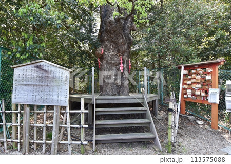 城山八幡宮北参道にある連理木 113575088