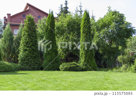 Landscaping of the backyard 113575093