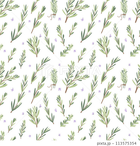 Rosemary herb seamless pattern. Rosemary plant green leaves repeat background. Botanic endless cover. Vector hand drawn illustration. Rosemary herb seamless pattern. Rosemary plant green leaves repeat background. Botanic endless cover. Vector hand drawn illustration. 113575354