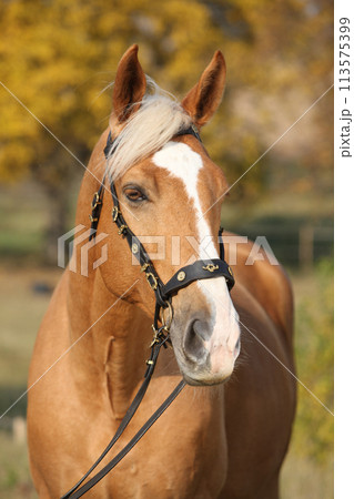Amazing big warmblood in autumn Amazing big warmblood in autumn 113575399