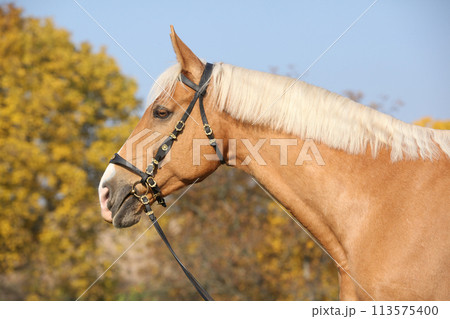 Amazing big warmblood in autumn 113575400