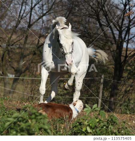 Appaloosa stallion attacking a dog Appaloosa stallion attacking a dog 113575405