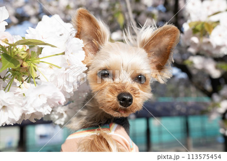 八重桜とヨークシャテリアのバストアップ 113575454