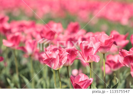美しいチューリップの花 113575547