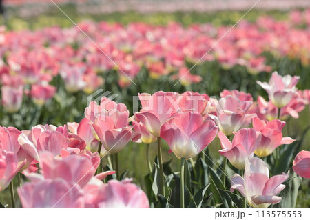 並んだピンクの美しいチューリップの花 並んだピンクの美しいチューリップの花 113575553