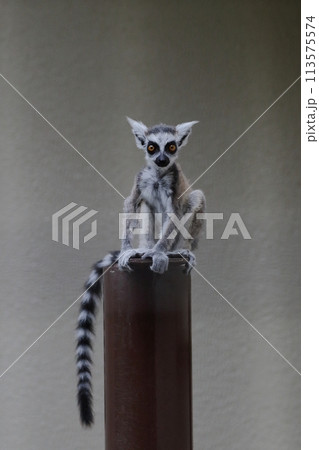 ポールの上に座るワオキツネザルの赤ちゃん ポールの上に座るワオキツネザルの赤ちゃん 113575574