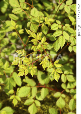 Chinese astilbe 113575702