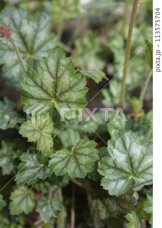 Coral Bells Splendens Coral Bells Splendens 113575704
