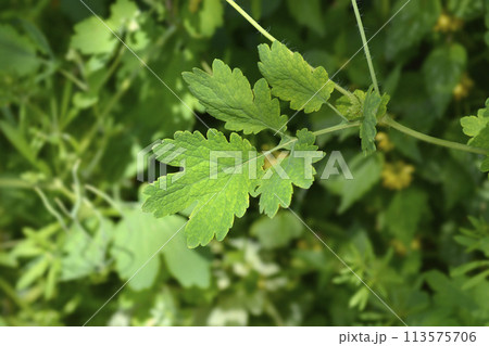 Greater celandine 113575706