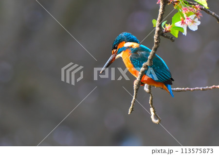 春の桜とカワセミ 113575873