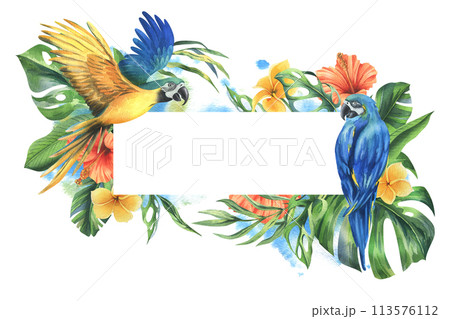 Tropical palm leaves, monstera and flowers of plumeria, hibiscus with blue-yellow macaw parrot. Hand drawn watercolor botanical illustration. Template rectangular frame isolated from the background. 113576112
