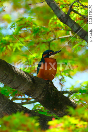 春の桜とカワセミ 113576170