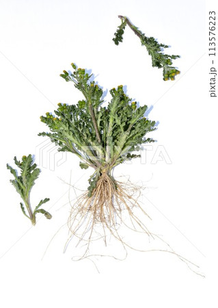 Common groundsel plant with yellow flowers. 113576223