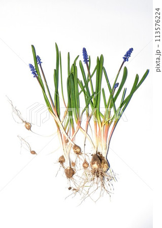 Bouquet of blue Hyacinth flowers on a white background. Bouquet of blue Hyacinth flowers on a white background. 113576224