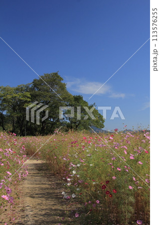 高知県越知町　宮の前公園のコスモス畑と青空 113576255