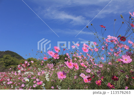 高知県越知町　宮の前公園のコスモス畑と青空 113576263