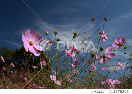高知県越知町　宮の前公園のコスモス畑と青空 113576268