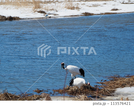 雪景色と丹頂鶴の夫婦 雪景色と丹頂鶴の夫婦 113576421