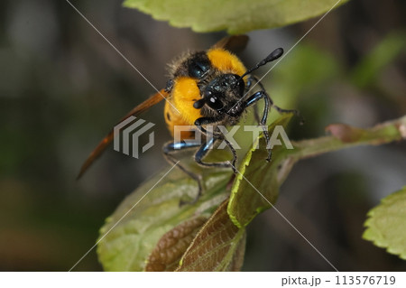 生き物　昆虫　ホシアシブトハバチ、コンボウハバチ科の昆虫。触角が先太のこん棒状になっています 113576719