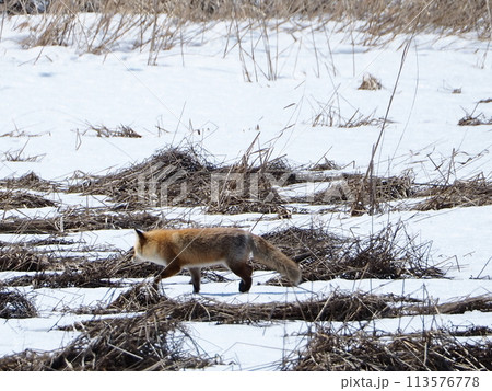 雪景色とキタキツネ 113576778