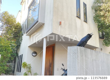 カラスが鳴く！不吉な予感　〜The crow crows! a bad feeling 113576889