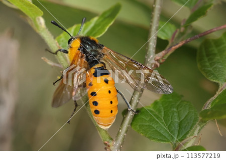 生き物　昆虫　ホシアシブトハバチ、オレンジ色のお腹に四個づつ三列に並んだ黒点。これがホシ？ 113577219