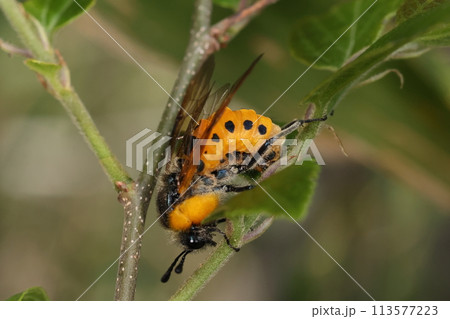 生き物　昆虫　ホシアシブトハバチ、黄色と黒は警告色。毒針を持つ蜂に似せたベイツ型擬態でしょうか 113577223