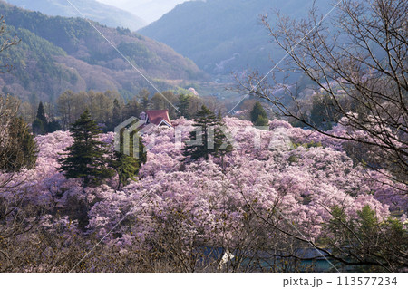 長野県 伊那市 桜が満開の高遠城址公園 長野県 伊那市 桜が満開の高遠城址公園 113577234